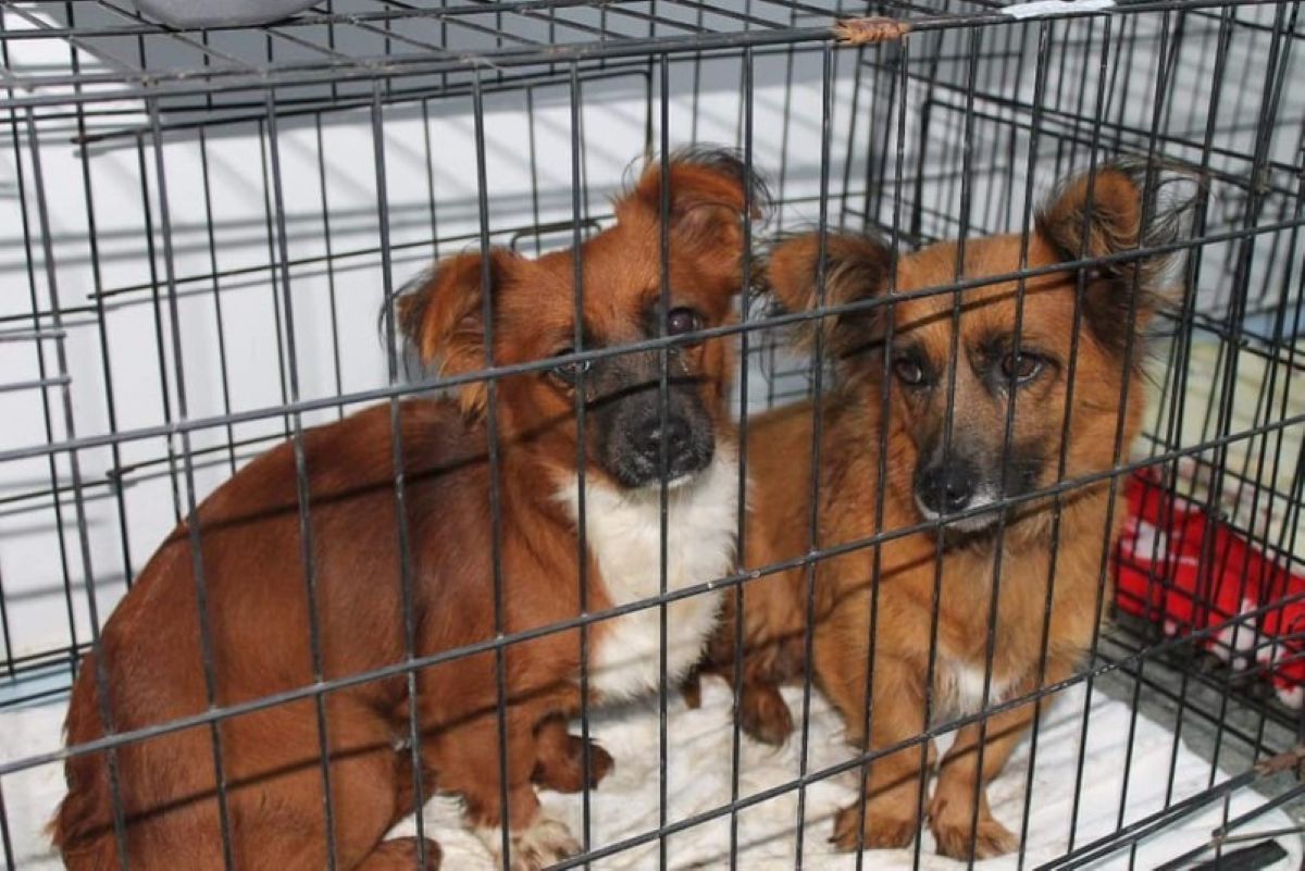 CLIPUL ZILEI: Cea mai mare campanie de sterilizare a câinilor și pisicilor de la Botoșani 