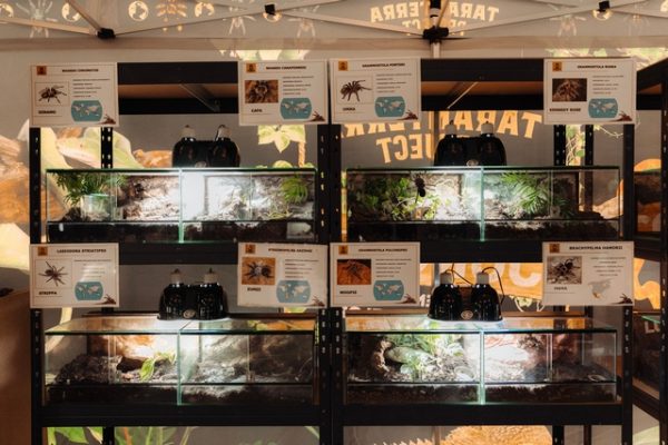 Expoziția Educativă de Tarantule și Reptile Vii revine în Iulius Mall Suceava cu exemplare noi și spectaculoase
