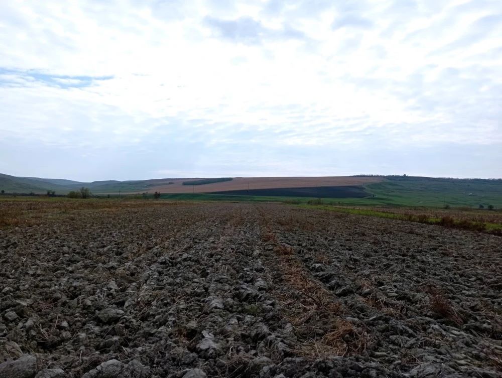 Secretul amar al sărăciei din comunele botoșănene, oamenii au rămas și fără pământ: Să moară de foame în bătătură?