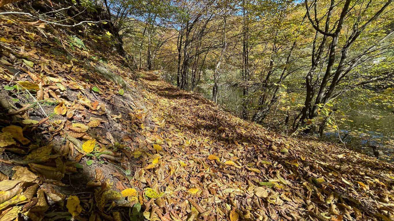 Campanie amplă de împăduriri: peste 1.300 hectare de pădure regenerate în proprietatea statului