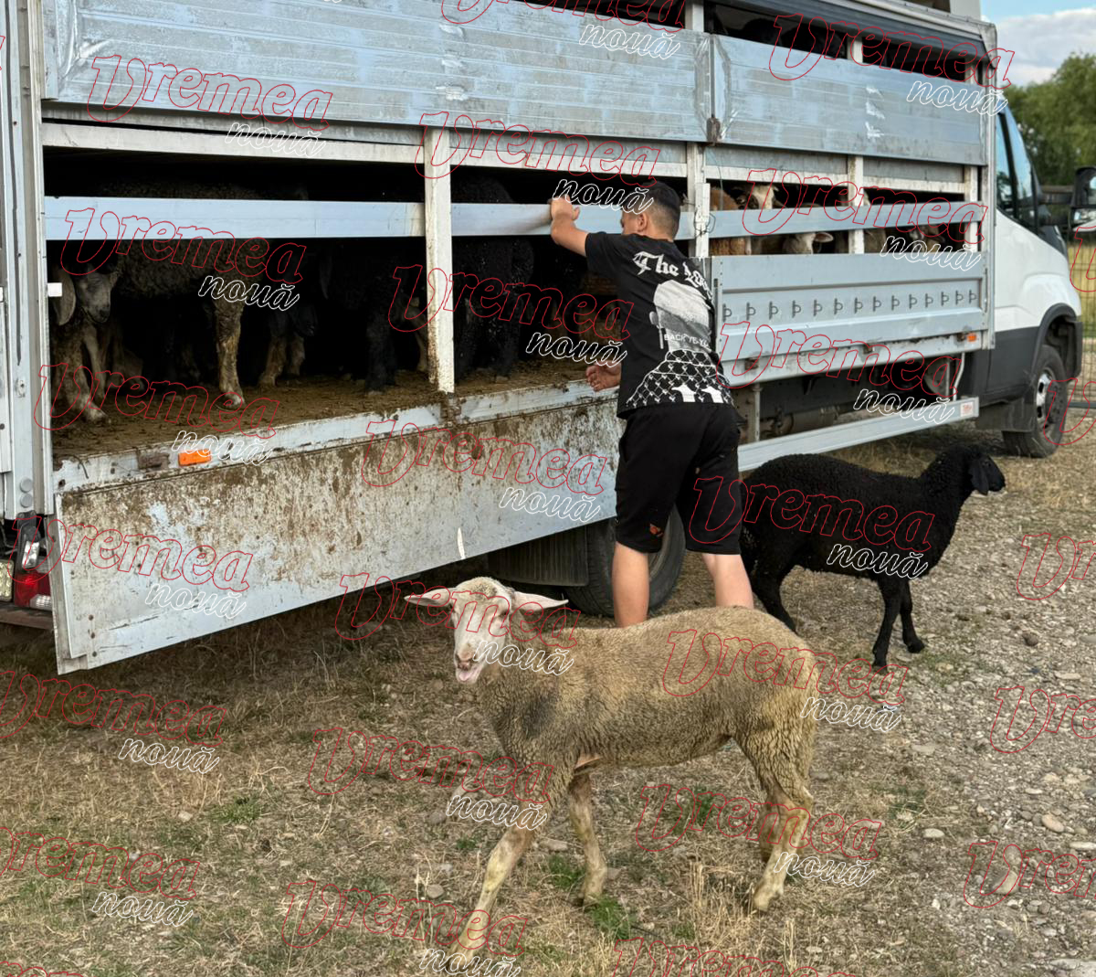Transport cu 80 de oi despre care șoferul spune că vin din Botoșani, oprit la Vaslui: animalele vor fi omorâte
