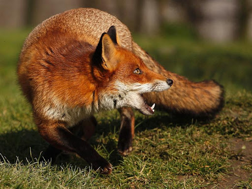 Suspiciune de rabie în comuna Curtești