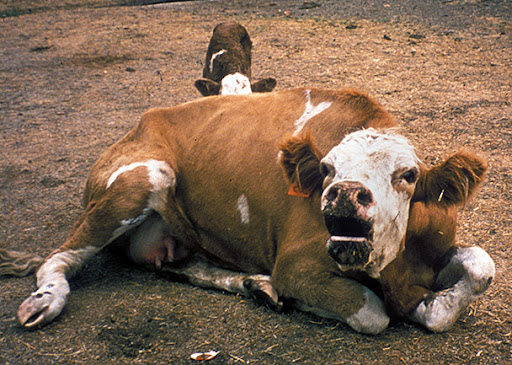 Focar de rabie într-o localitate din județul Botoșani: Autoritățile iau măsuri urgente