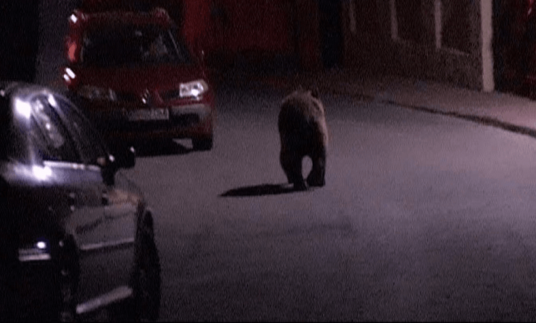 FAZA ZILEI: După meciul U Cluj și FC Botoșani, arbitrul s-a întâlnit cu ursul. La propriu 