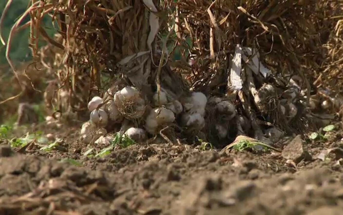 Producție de usturoi mai mică la Botoșani: Nu prea ne-a ajutat vremea