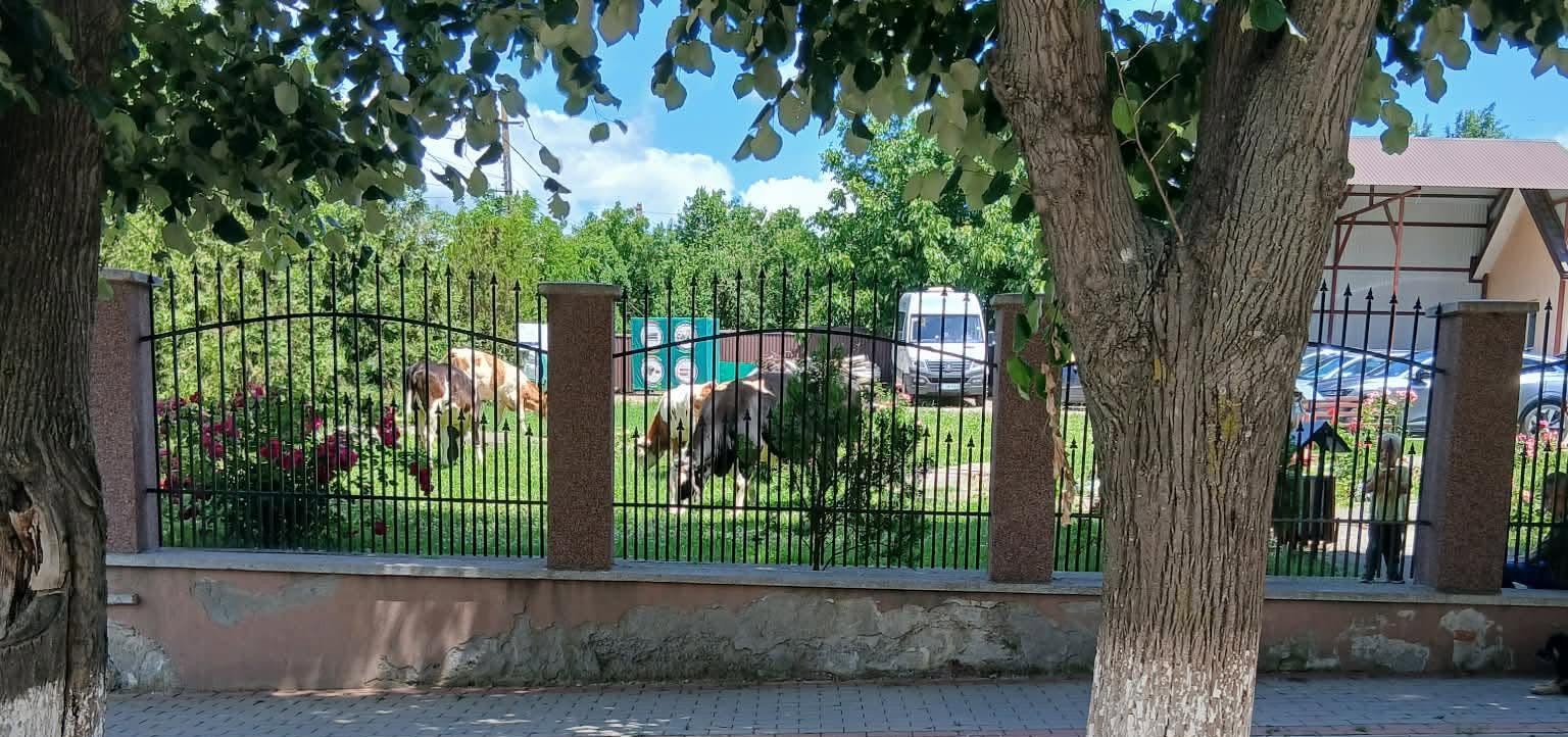 Imagine rară la o primărie din Botoșani: Vaci aduse în curtea instituției în semn de protest 