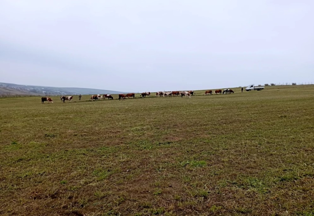 Se prăbușește „împărăția laptelui”. Seceta, scumpirile și munca plătită în bătaie de joc adâncesc sărăcia în lumea rurală