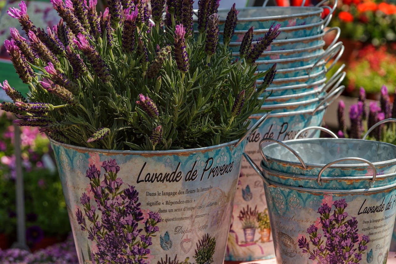 Vrei să crești lavandă pe balcon? Iată cum poți face asta în cinci pași simpli