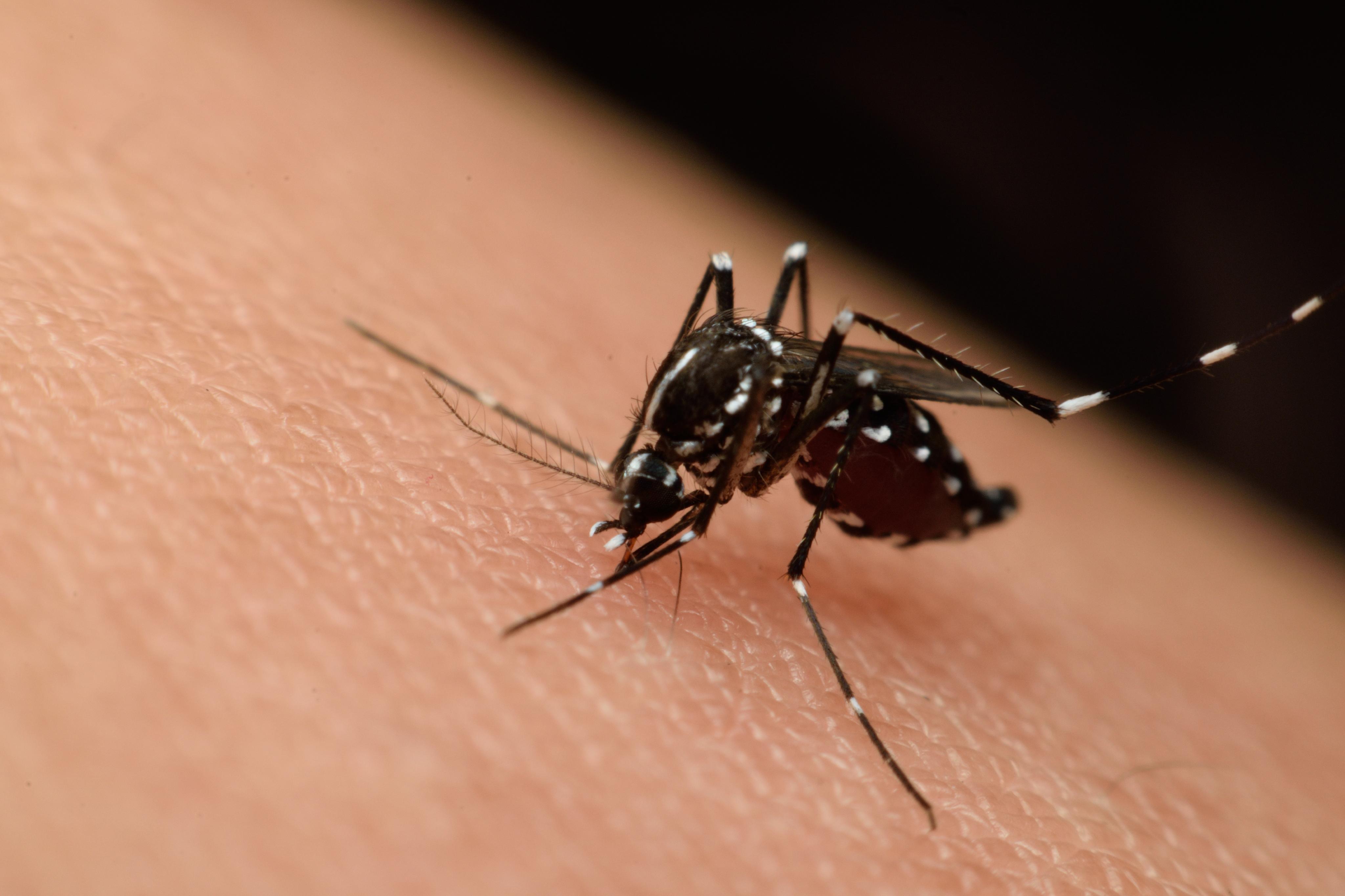 west nile a ajuns si la botosani