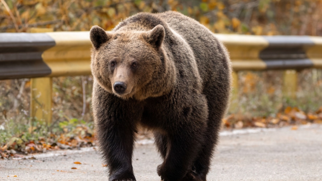 Mii de mesaje RO-ALERT emise în toată țara, urșii au pus pe jar autoritățile