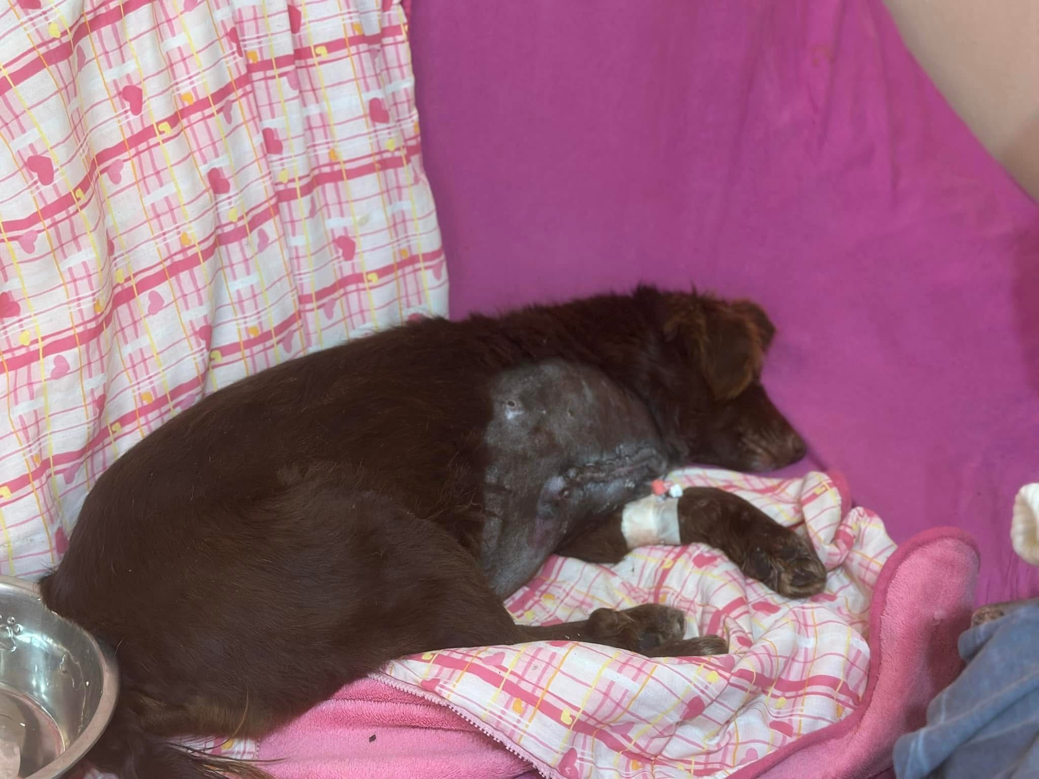 Scandal într-o comună din județ: Autoritățile locale, acuzate de împușcarea unor animale