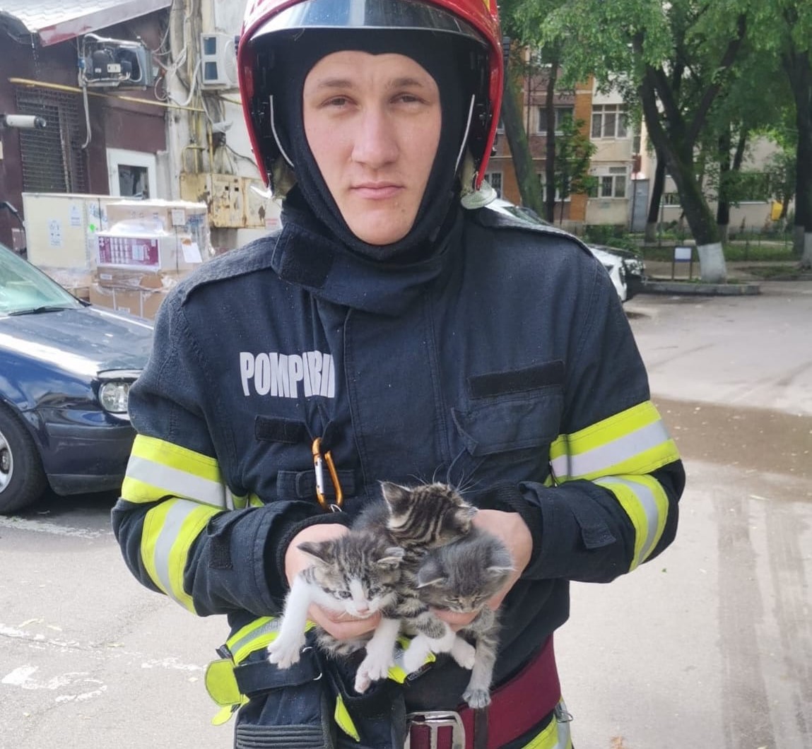 Trei pui de pisică salvați din tavanul unei clădiri din Botoșani