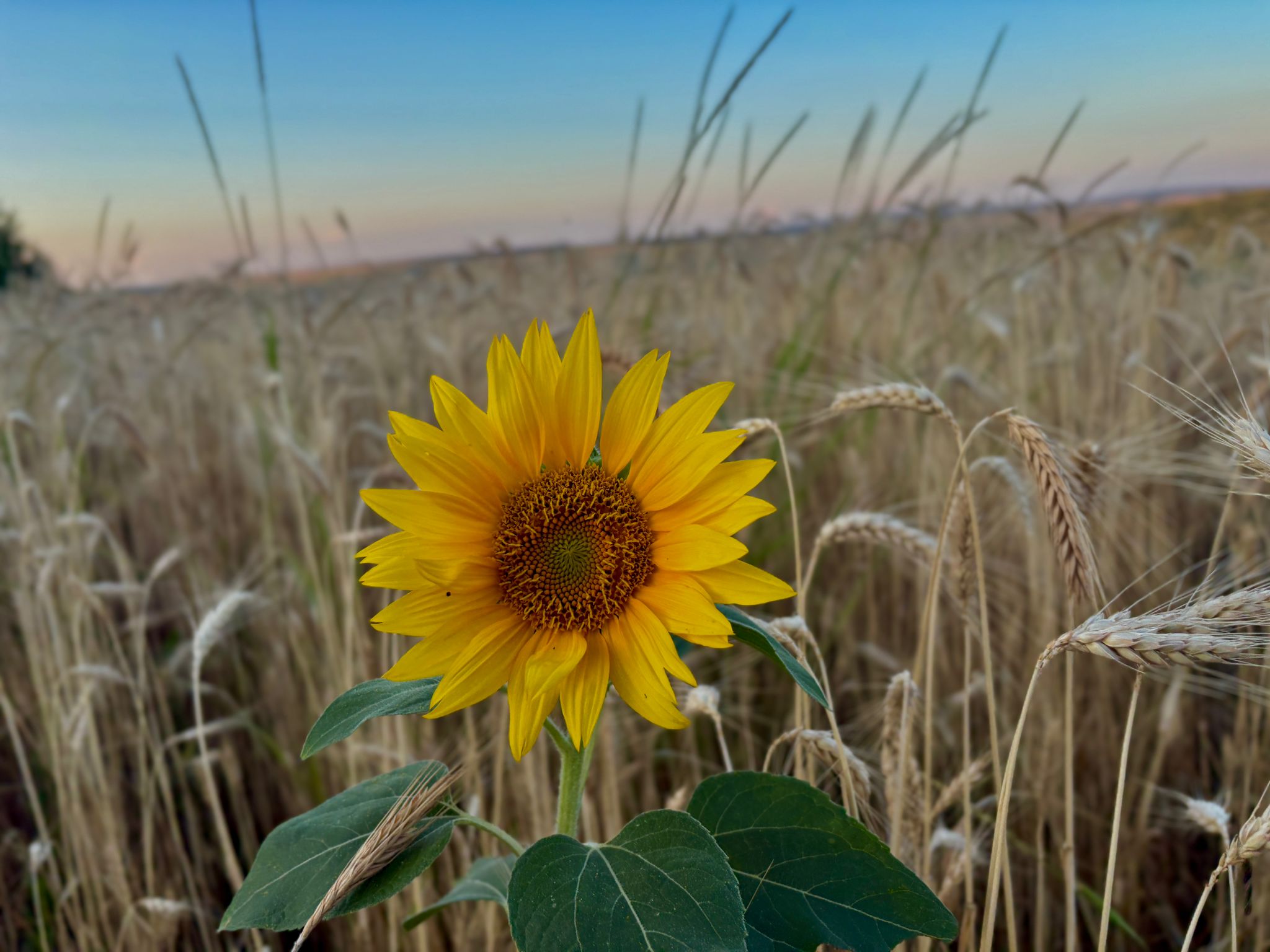 Poza zilei 16 iulie 2025