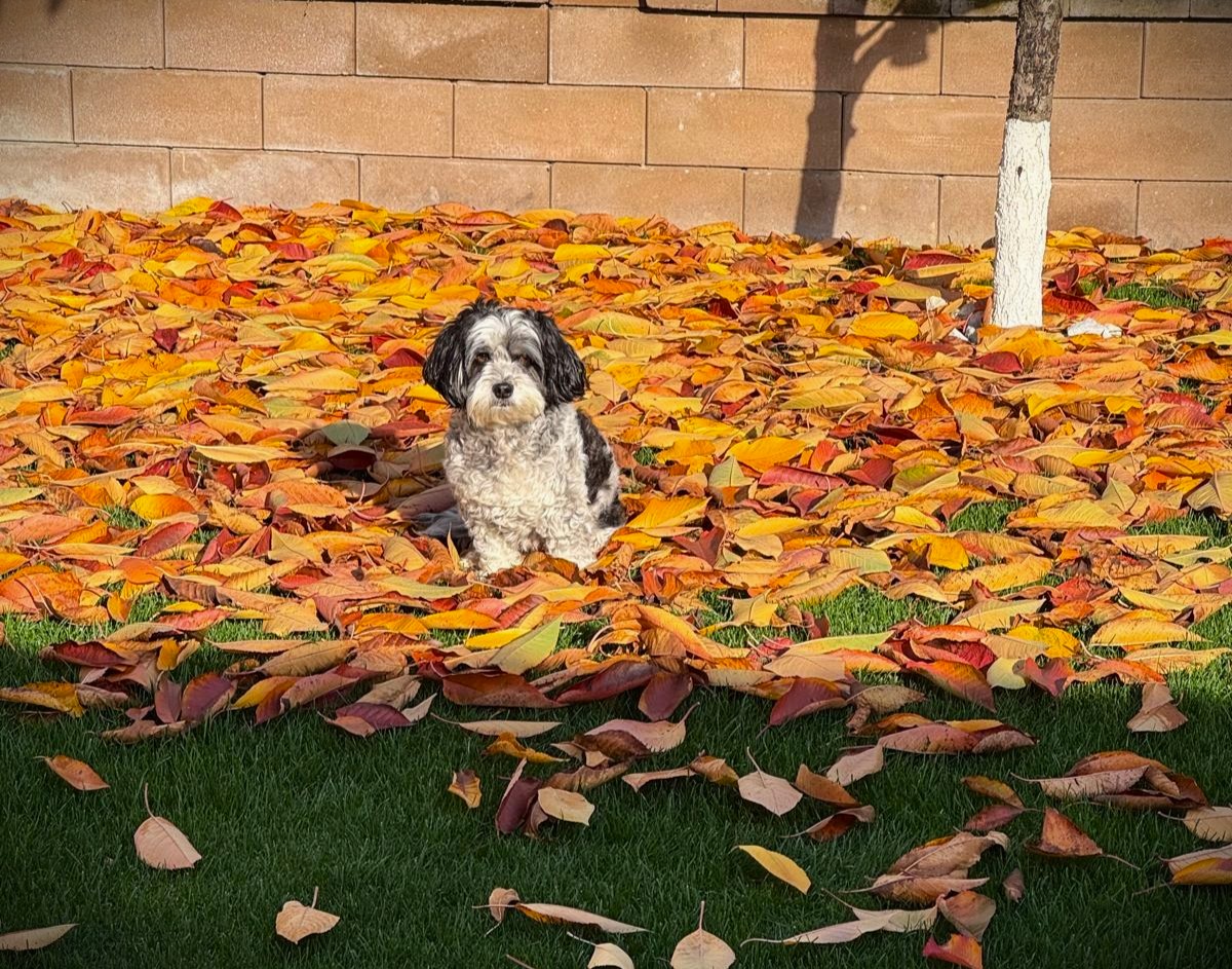 Poza zilei 12 noiembrie 2025