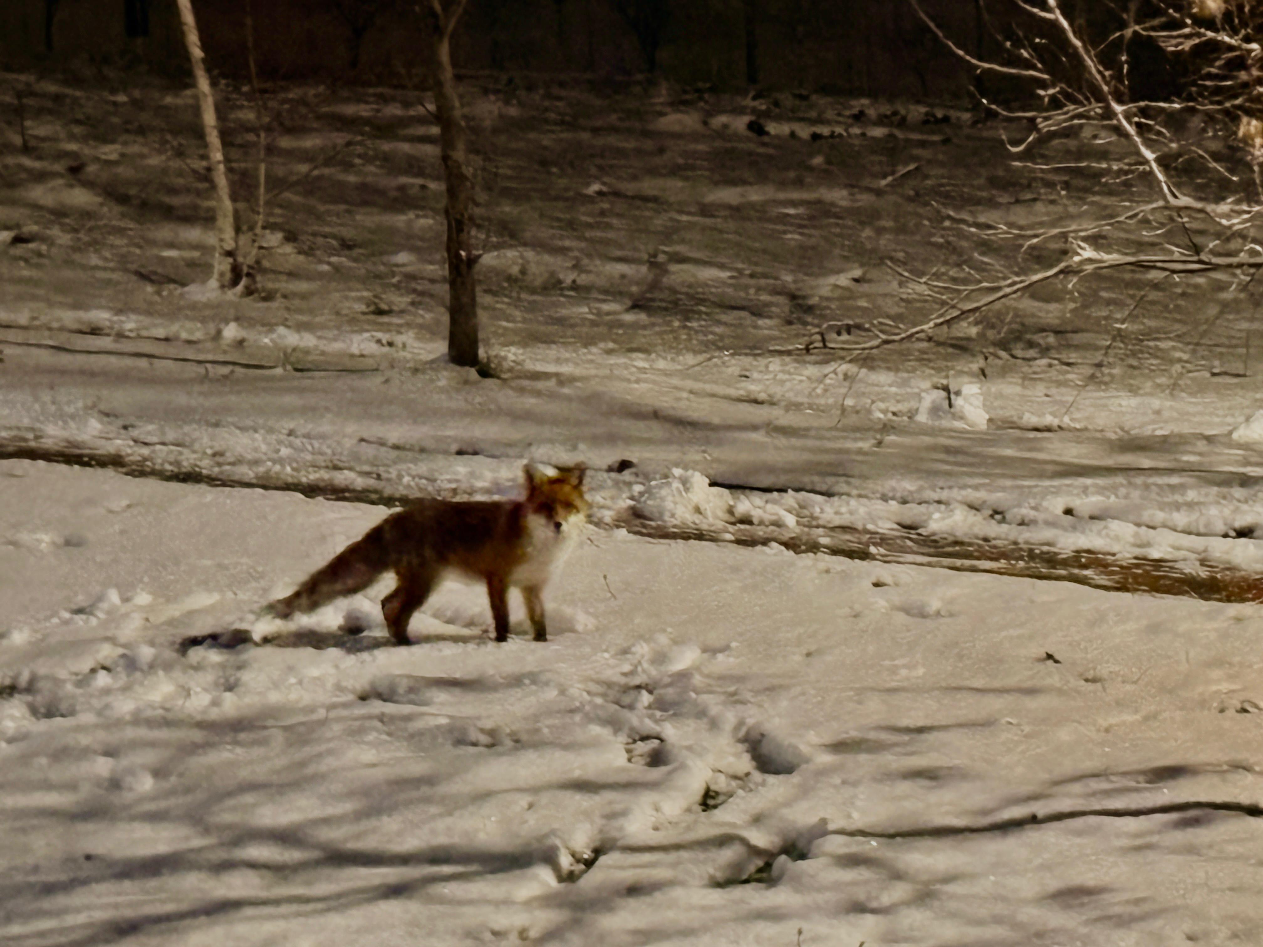 Poza zilei 12 ianuarie 2026