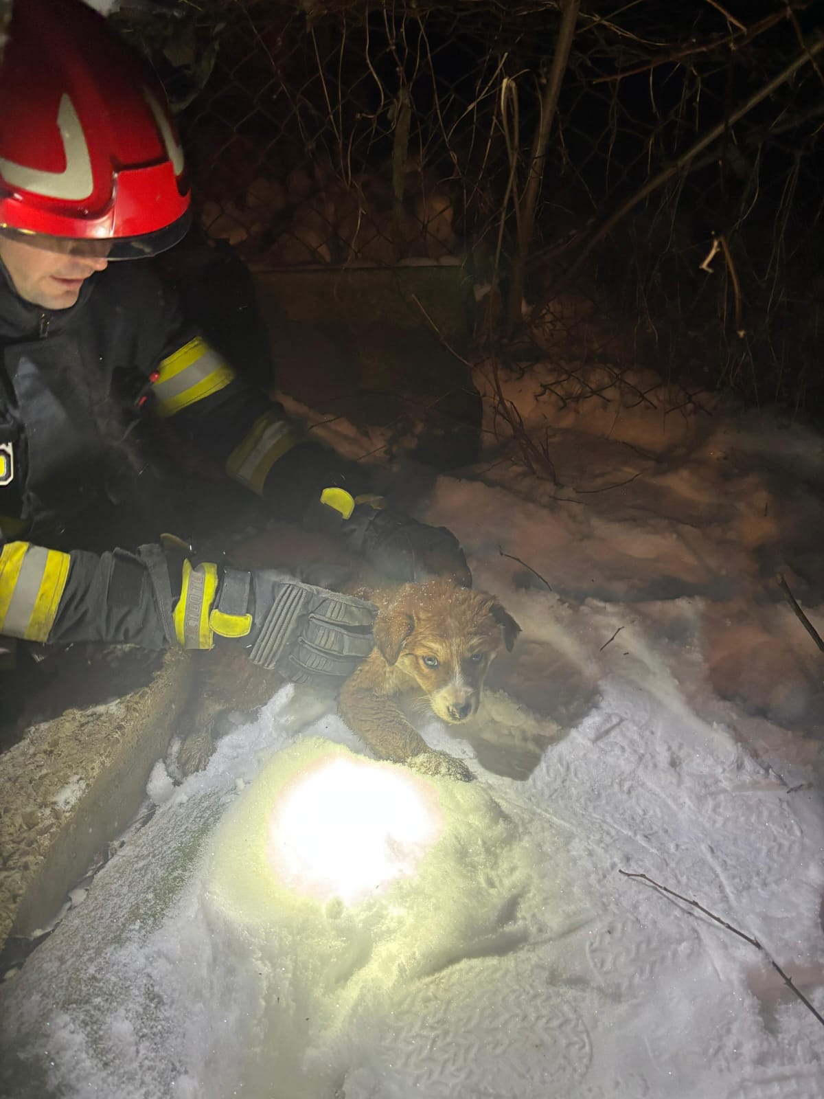 Misiune de suflet a pompierilor: Cățel scos dintr-o fosă dezafectată