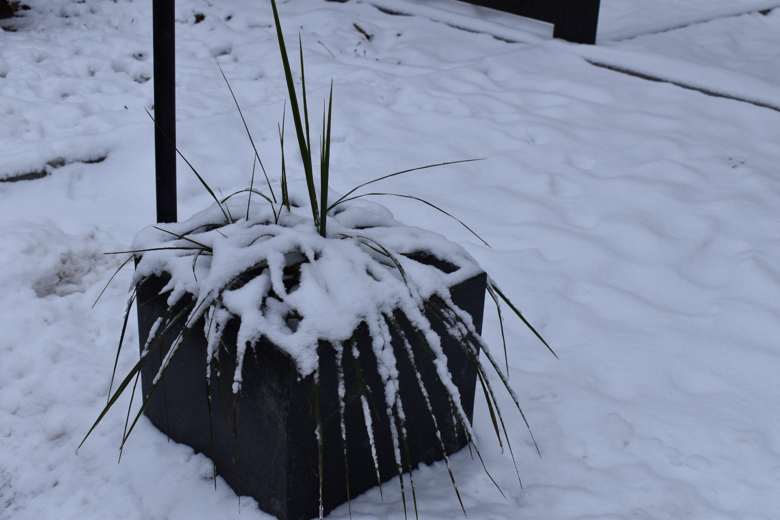 Poza zilei 2 februarie 2026