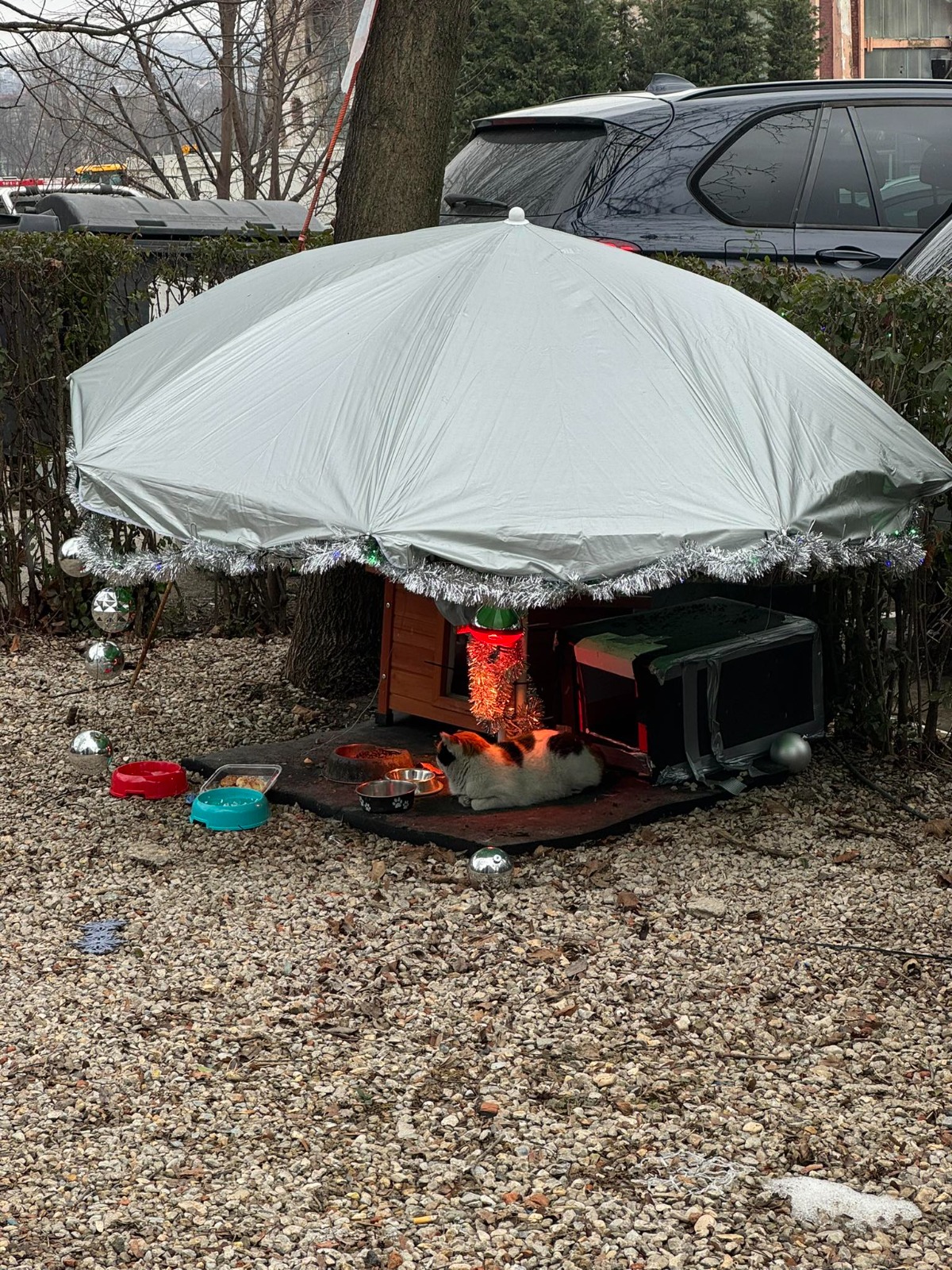 Poza zilei 4 februarie 2026