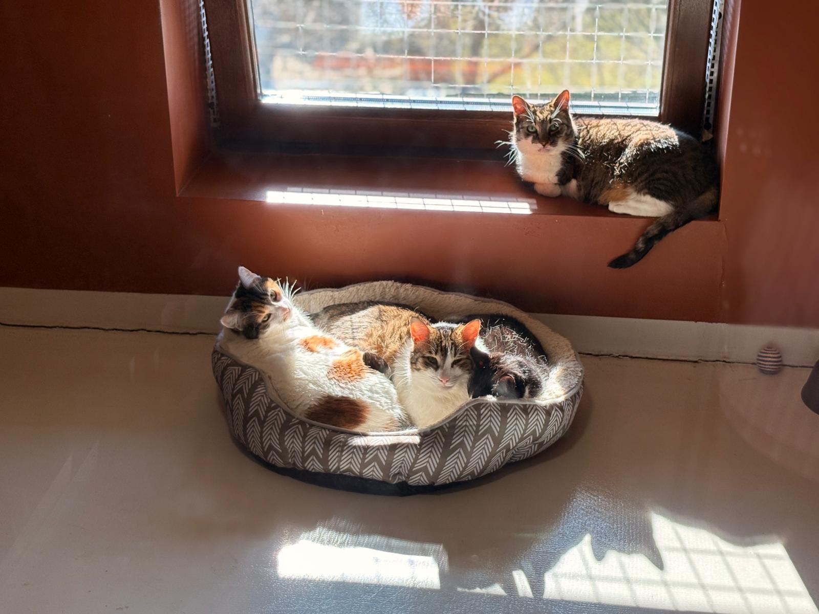 Poza zilei 11 martie 2026