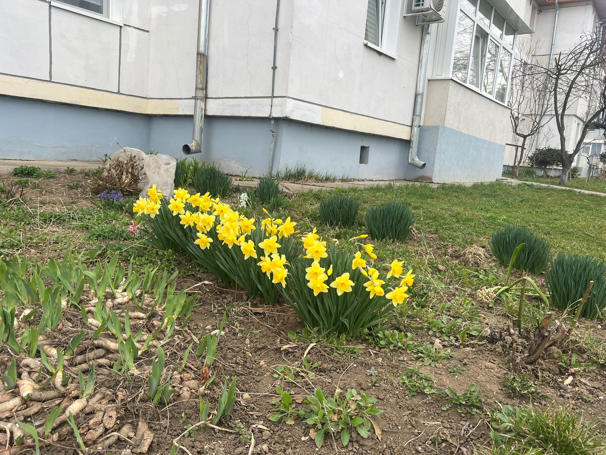 Poza zilei 26 martie 2026