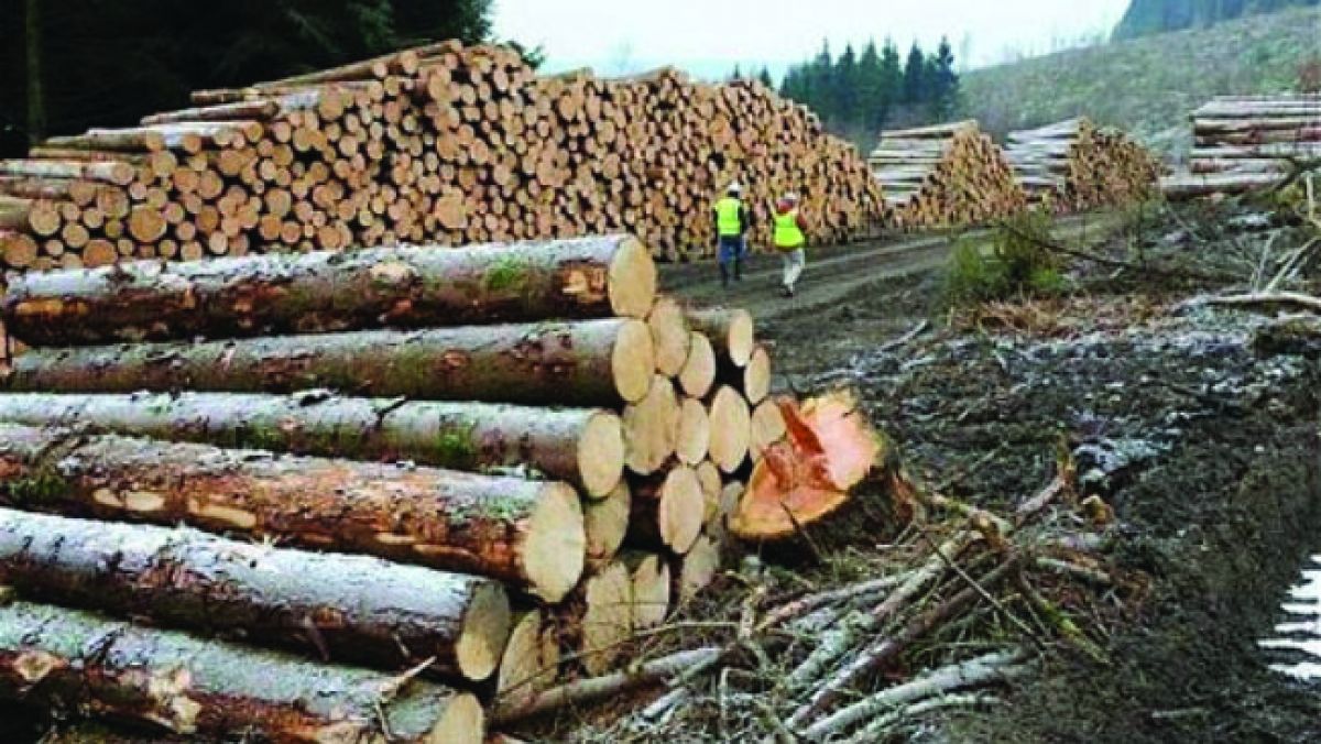 ANUNȚ Liceul Teoretic ”Anastasie Basota” Pomarla organizeaza licitatie