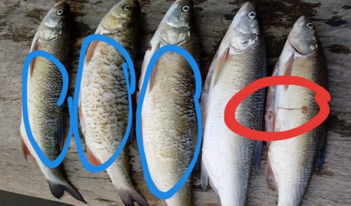 Vierme in peste. Peşti cu VIERMI extrem de PERICULOŞI, descoperiţi pe o tarabă din Bucureşti VIDEO