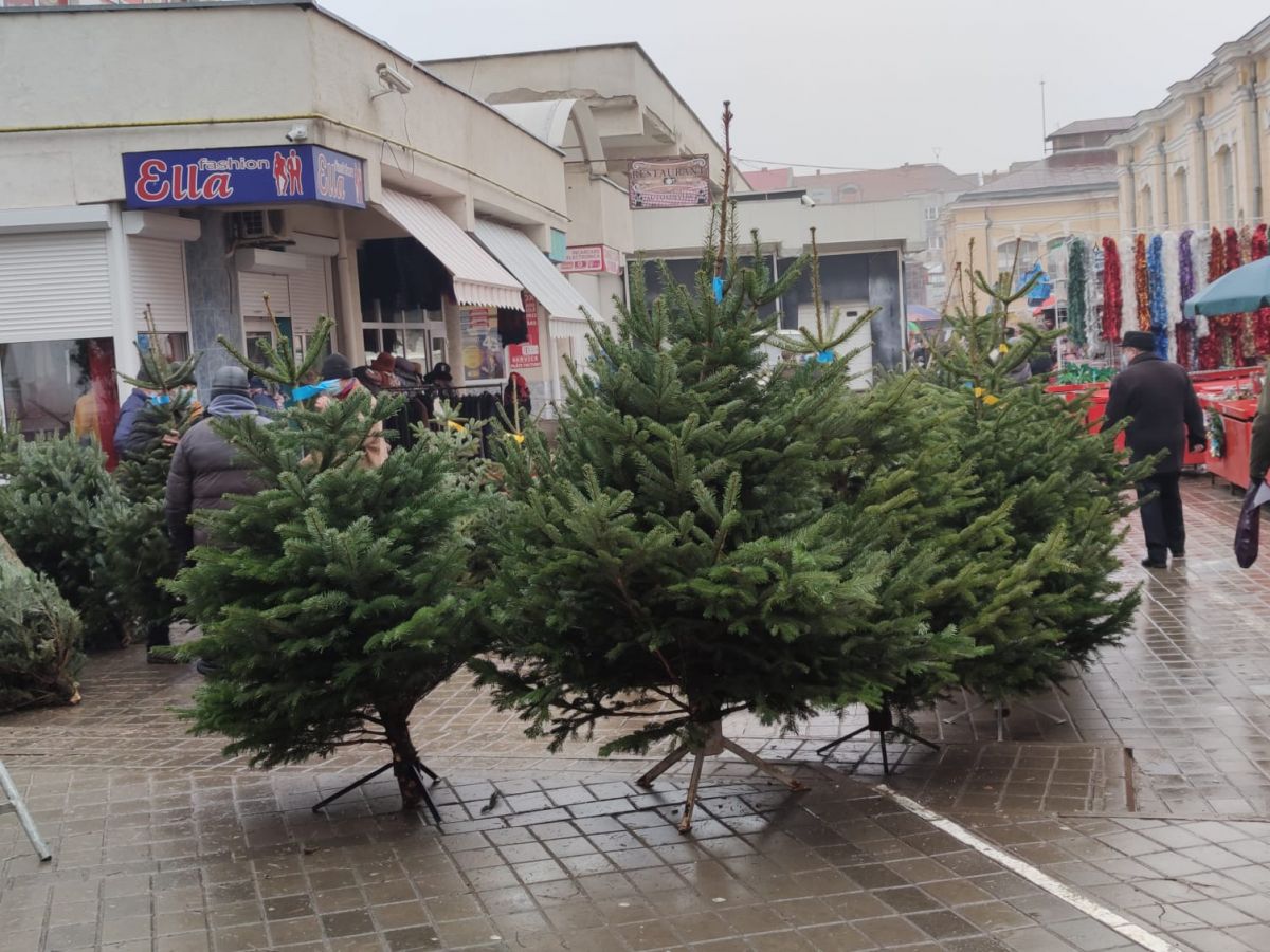 GALERIE FOTO Primii brazi naturali scosi la vanzare in Piata Centrala