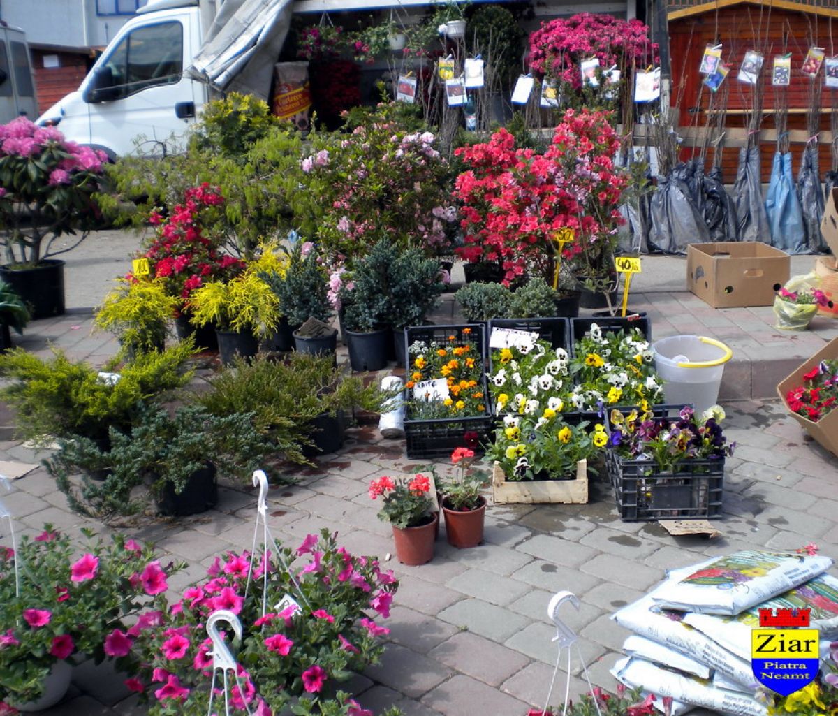 Politia Locala a navalit peste florarii din Piata Centrala, se anunta