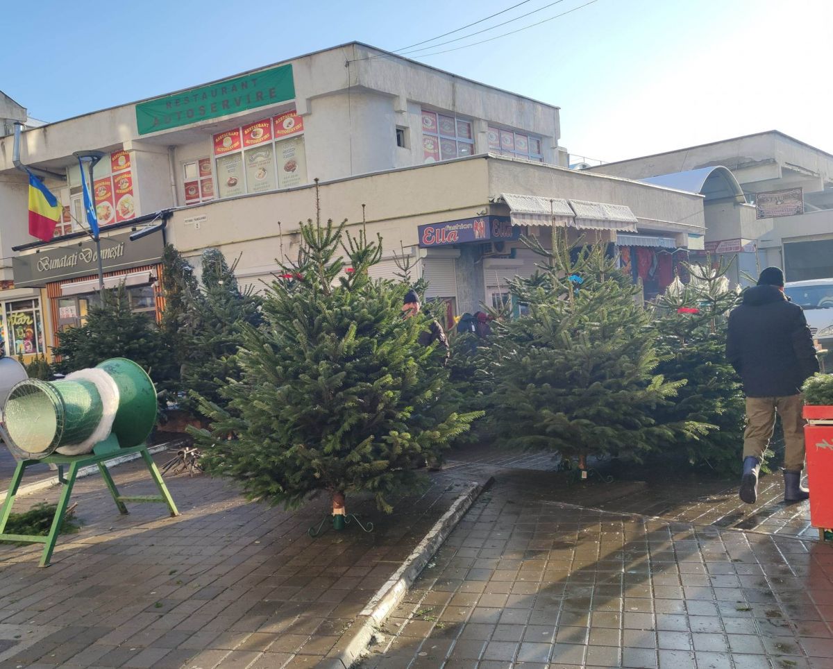 Primii brazi naturali scosi la vanzare in Piata Centrala PREȚURILE